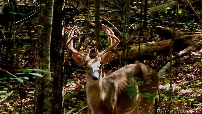 Kennesaw Mountain Buck