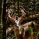 Kennesaw Mountain Buck by googlywoogly in Day Hikers