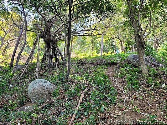 Cool Tree on one of our Phuket hikes.