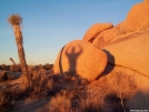 joshua tree shadow pics