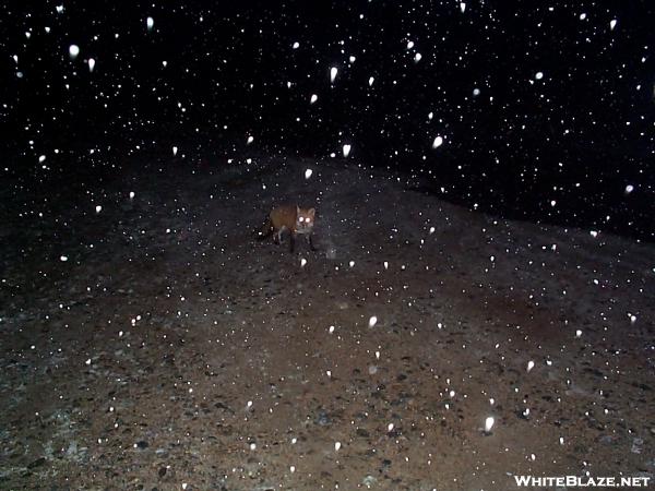 Fox in a snowstorm