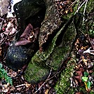 Hiking shoes get a little moldy down on the &quot;Old Chost Road&quot; track in NZ