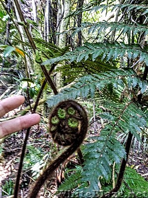 Hiking in NZ