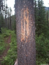 Griz in the "Bob" by fiddlehead in Continental Divide Trail