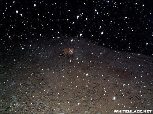 fox in snowstorm