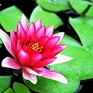 pond flower