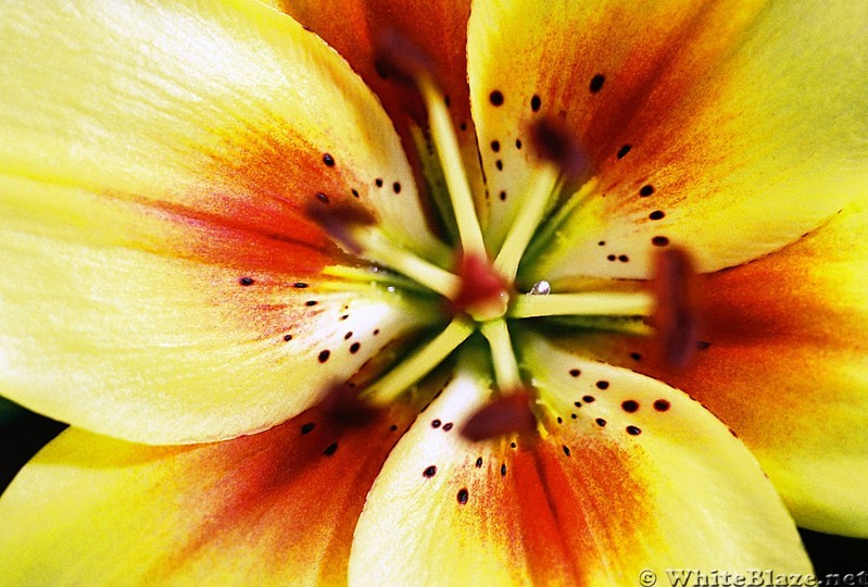 yellow macro flower