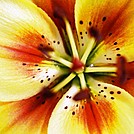 yellow macro flower by Tucker Beans in Members gallery