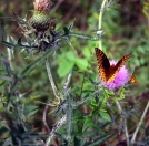 Flora by Ewker in Flowers