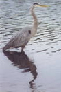 Th Blue Heron Reflexion by stumpy in Members gallery