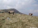 Longhorn Cattle on Hump Mountain by cabeza de vaca in Views in North Carolina & Tennessee