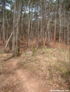 Footbridge newly constructed on renovated Bartram Trail