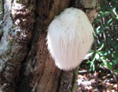 Fungus Of The Week. Cool!