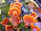 Fungus Of The Week by cabeza de vaca in Day Hikers