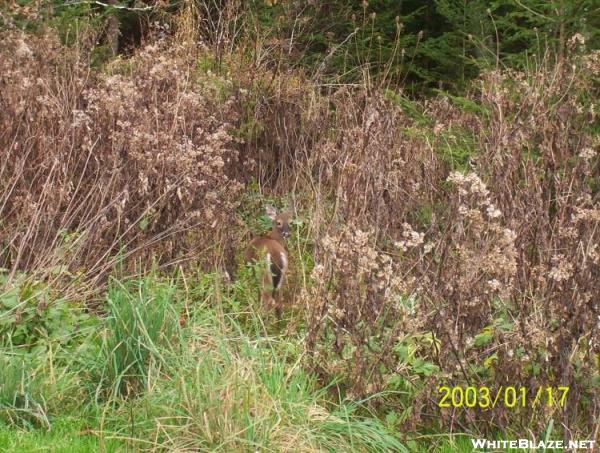 Deer at Double Spring Shelter