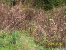 Deer at Double Spring Shelter by SGT Rock in Deer