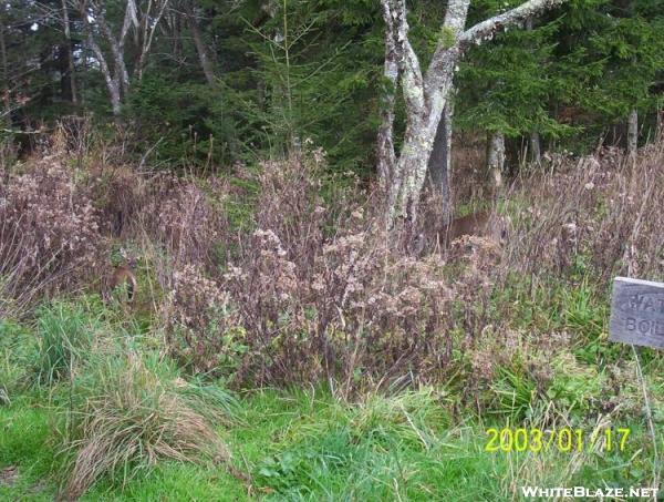 Deer at Double Spring Shelter