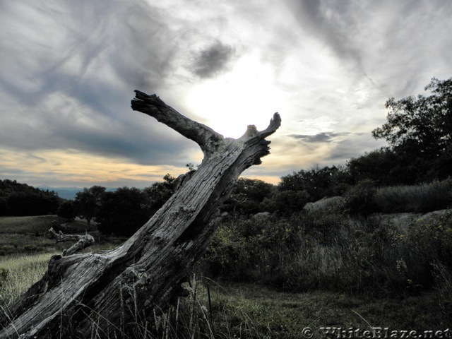 My "Dragon Tree" on the MST