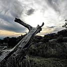 My "Dragon Tree" on the MST by Story in Other Trails