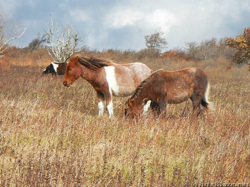 graysonponies