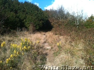 Trail on Silers Bald 