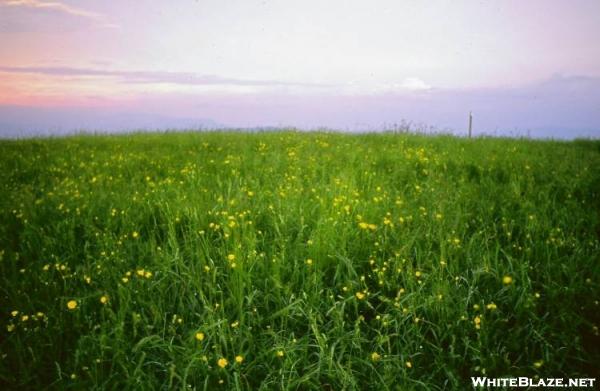 buttercups at dawn