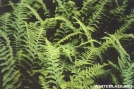 ferns by grizzlyadam in Trail & Blazes in Virginia & West Virginia