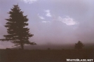 two trees by grizzlyadam in Views in Virginia & West Virginia