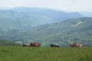 Carvers Gap To Us19e by Rentman in Section Hikers