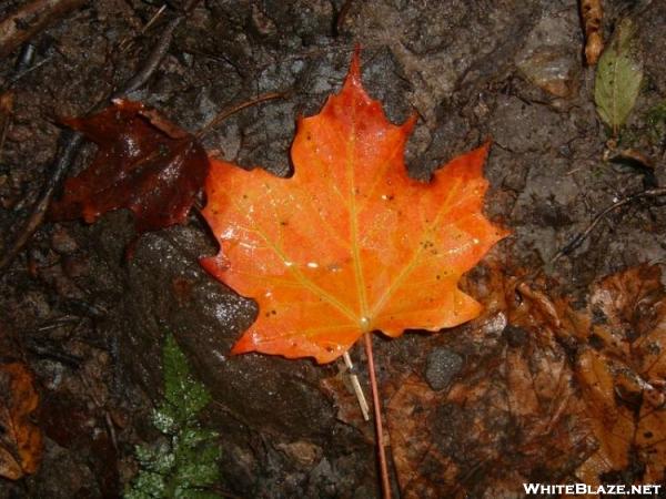 Maple leaf on trail - VT