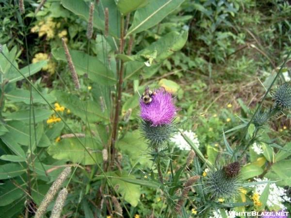 Bumble Bee on Bull Thistle