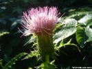 Canada Thistle by Rough in Flowers