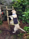 Hiker "bj" At Chet's Lookout Long Trail Vt by Rough in Long Trail