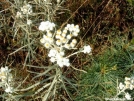 Pearly Everlasting by Rough in Flowers