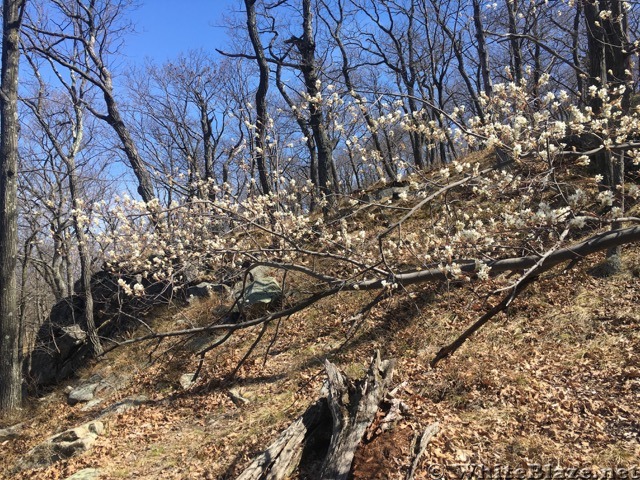 Appalachian Views