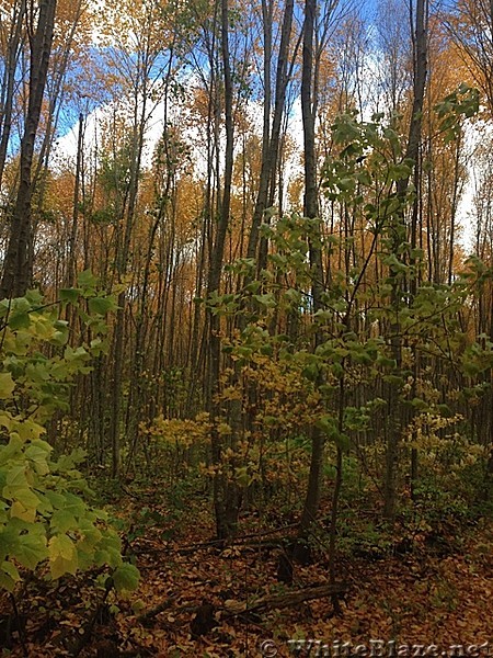 Appalachian Views