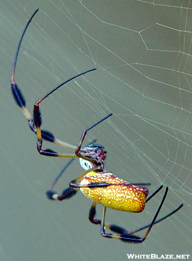 Golden Silk Spider