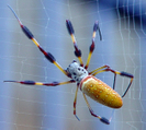 Golden Silk Spider by Phreak in Other Galleries