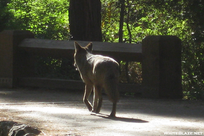 Coyote in Yosemite