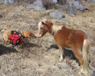 Grayson Highlands