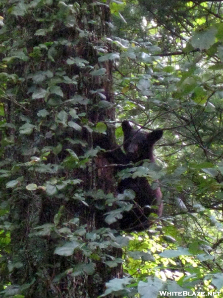 Bear Cubs