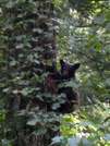 Bear Cubs