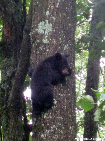 Bear Cubs