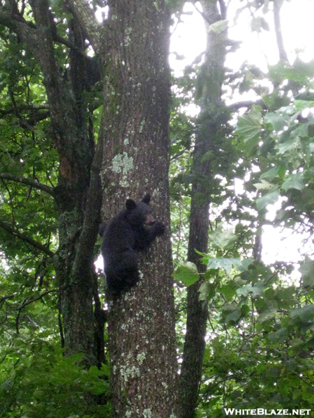 Bear Cubs