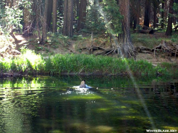 Bear Swimming Across A Pond...