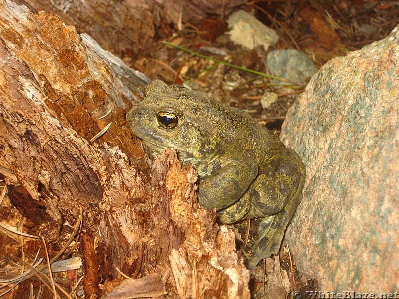 Deadfalls Lake Toad