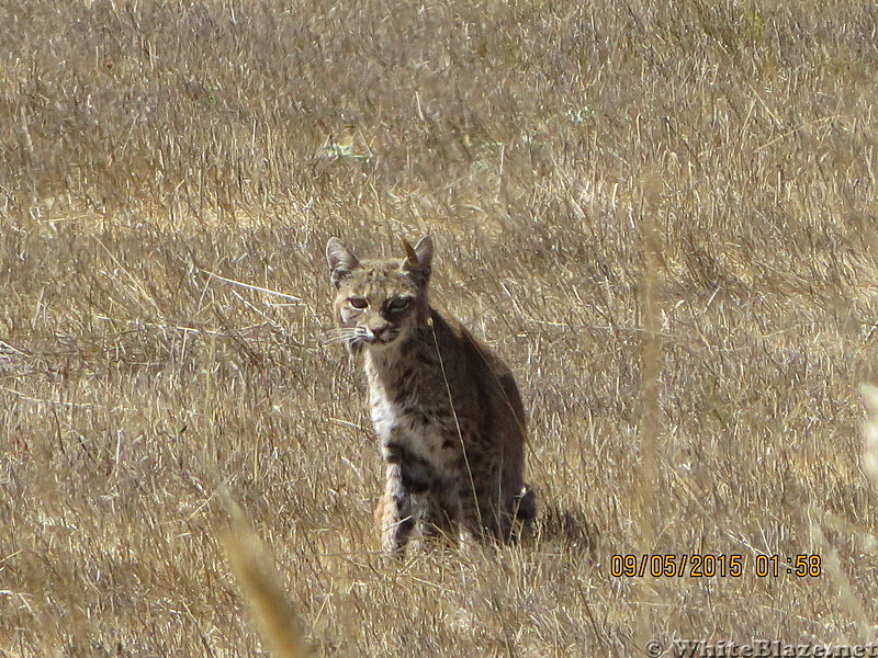 Bobcat