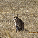 Bobcat by LibertyBell in Other