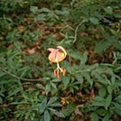 pink lady s slipper by Rowdy Yates in Members gallery