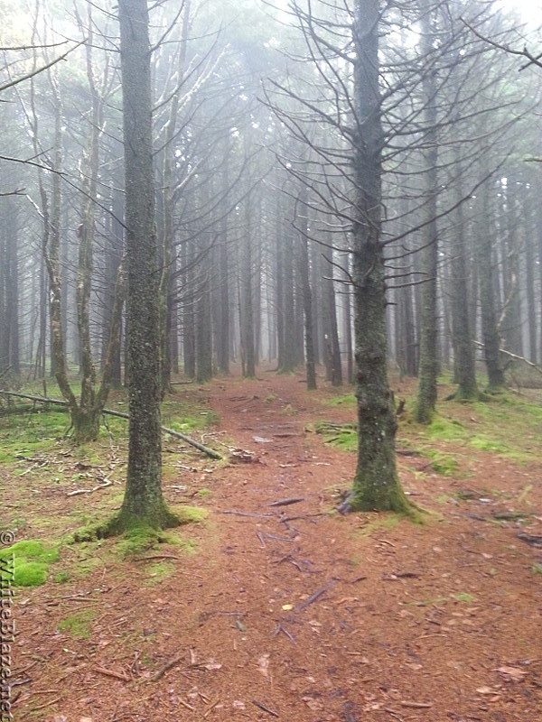 Unaka Mountain Forest